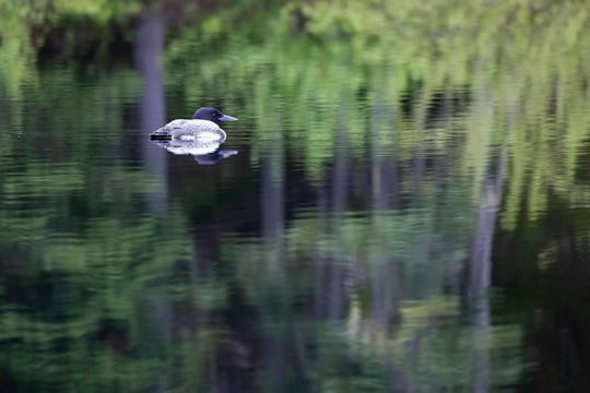 black and white bird flying over the lake during daytime in Manning Park Canada