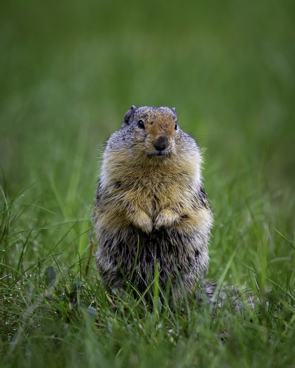 brown and black rodent on green grass during daytime