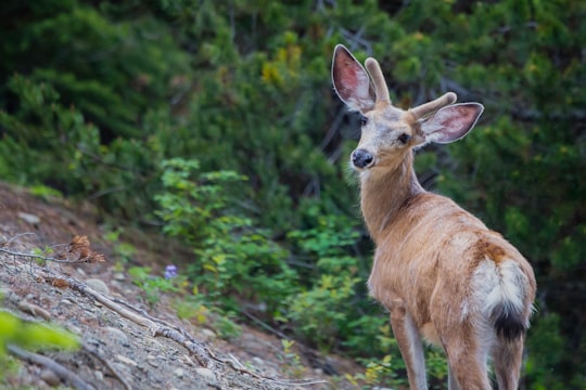 brown deer on gray rock during daytime in Manning Park Canada