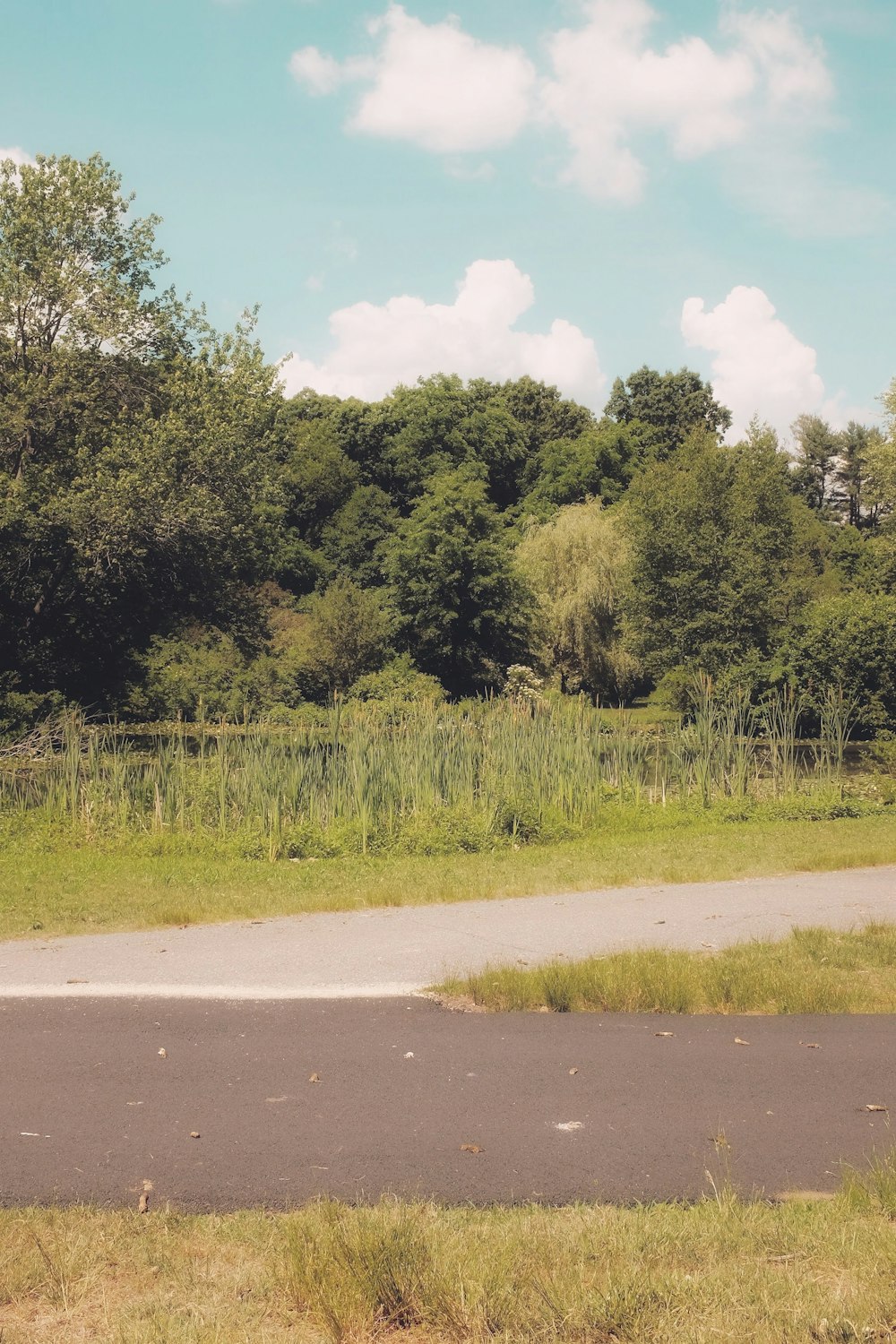 green trees beside gray road during daytime