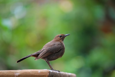 brown bird on brown wooden stick