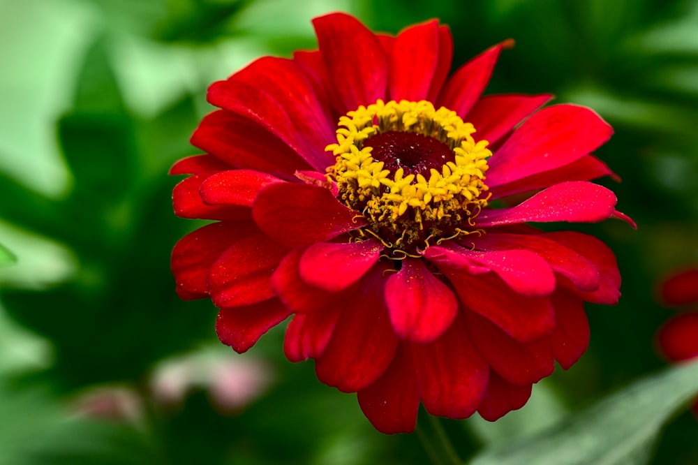 red flower in tilt shift lens