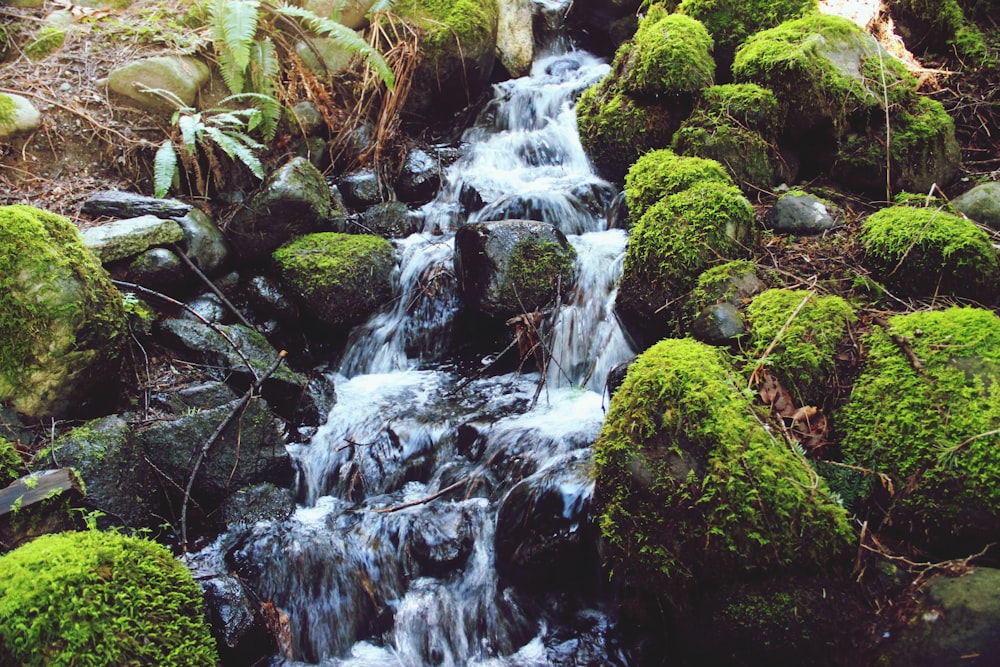 green moss on brown rock near water falls
