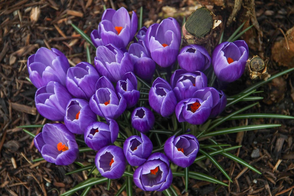 purple crocus flowers in bloom during daytime