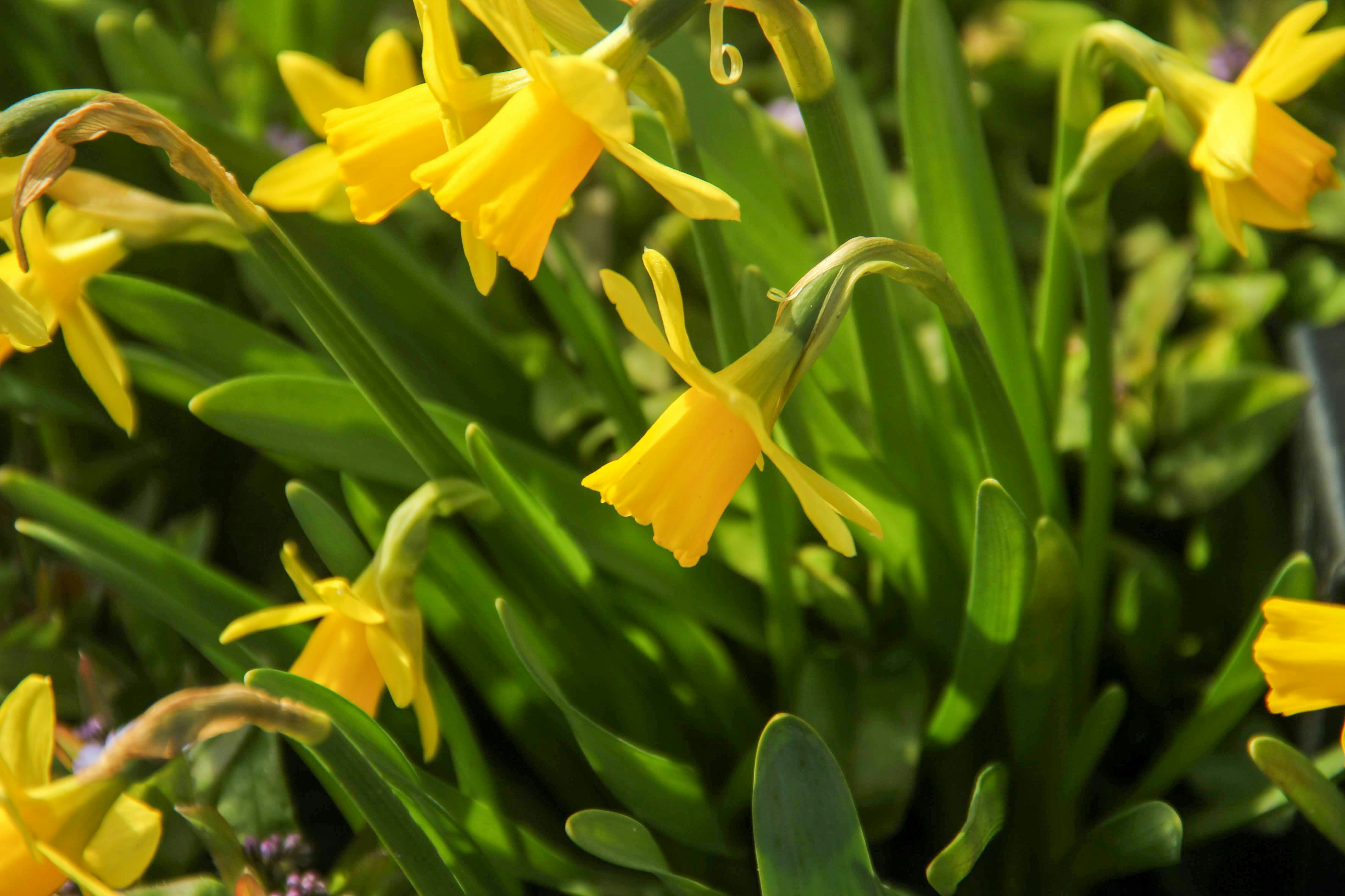 yellow flower in macro lens
