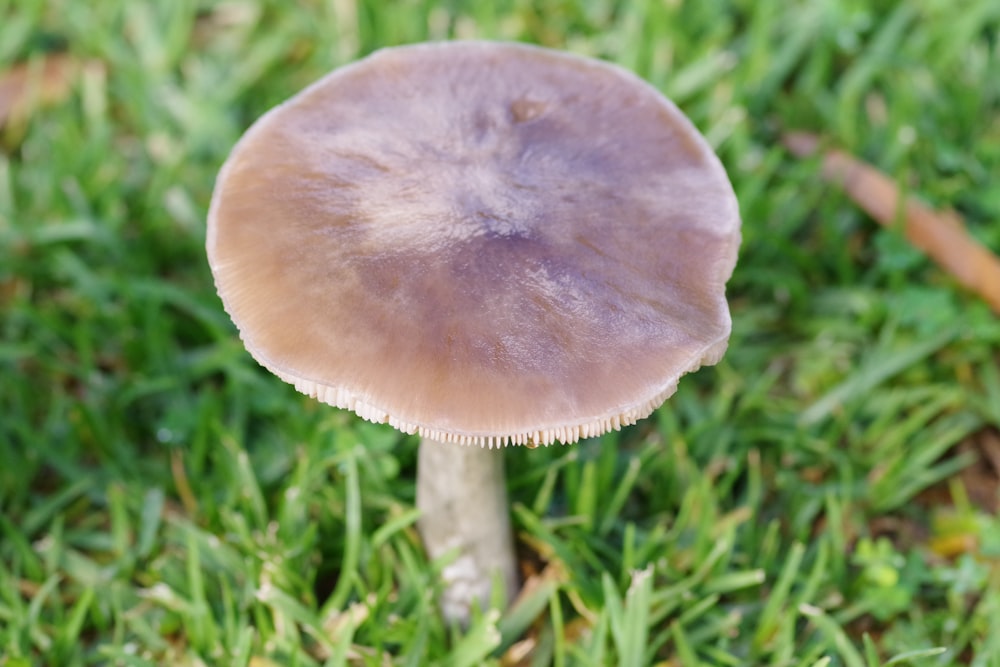 white mushroom in green grass field during daytime