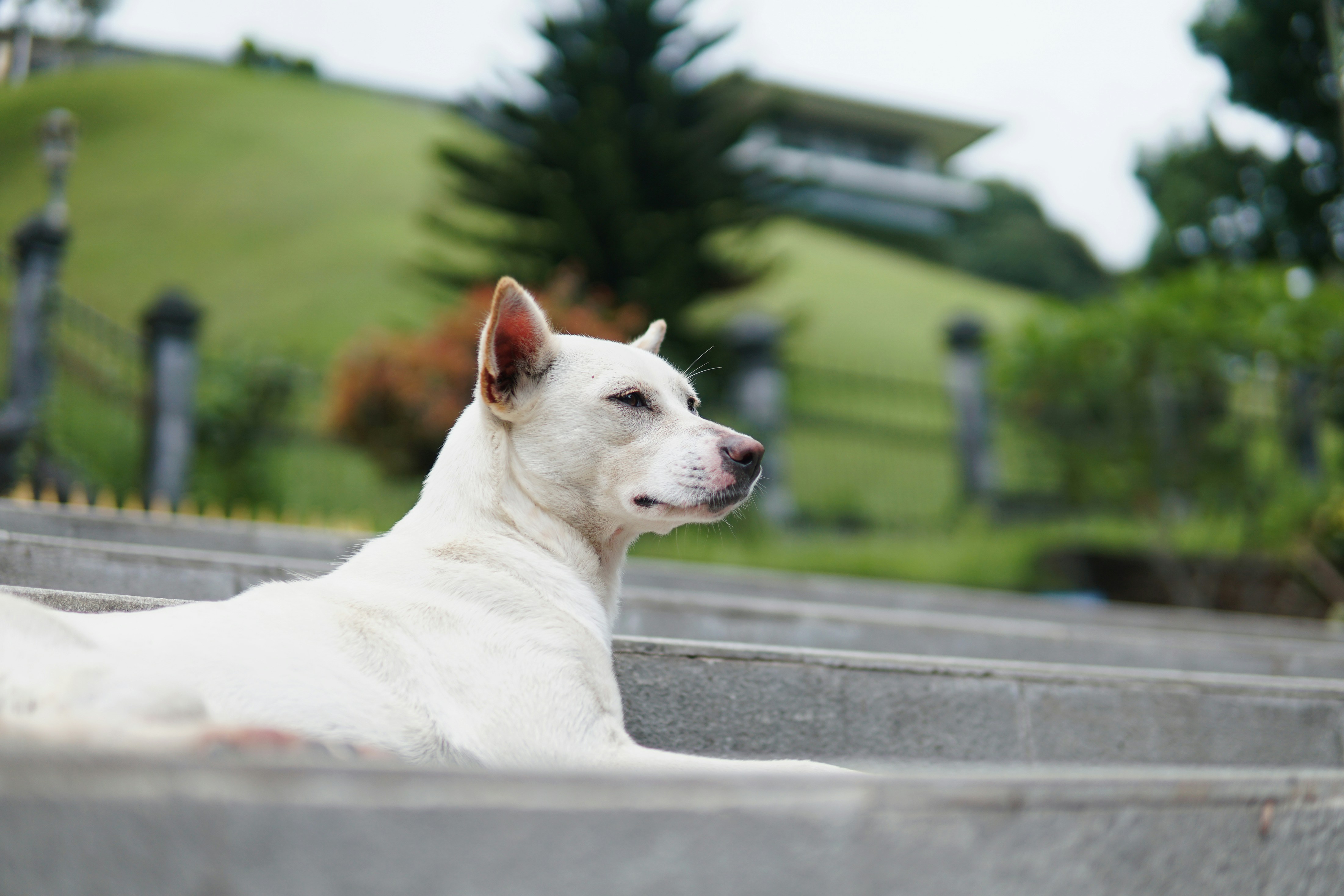 weißer kurzbeschichteter Hund tagsüber auf grauer Betonoberfläche