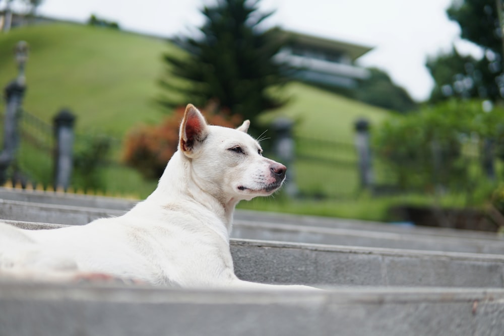 white short coated dog on gray concrete surface during daytime