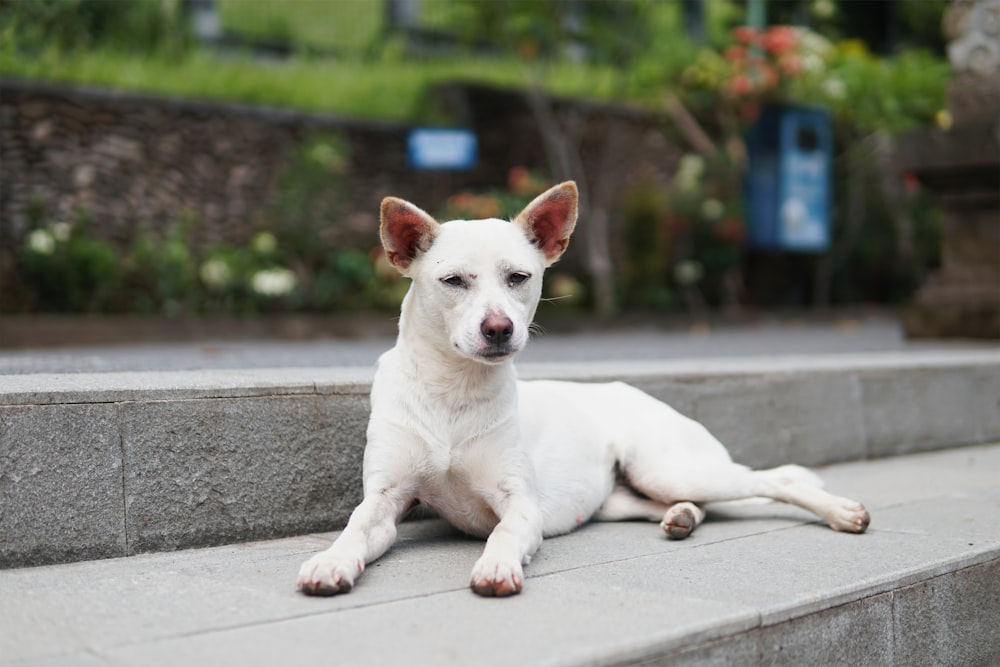 white short coated dog lying on concrete floor during daytime
