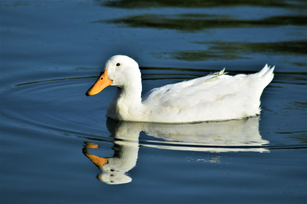 white duck on water during daytime