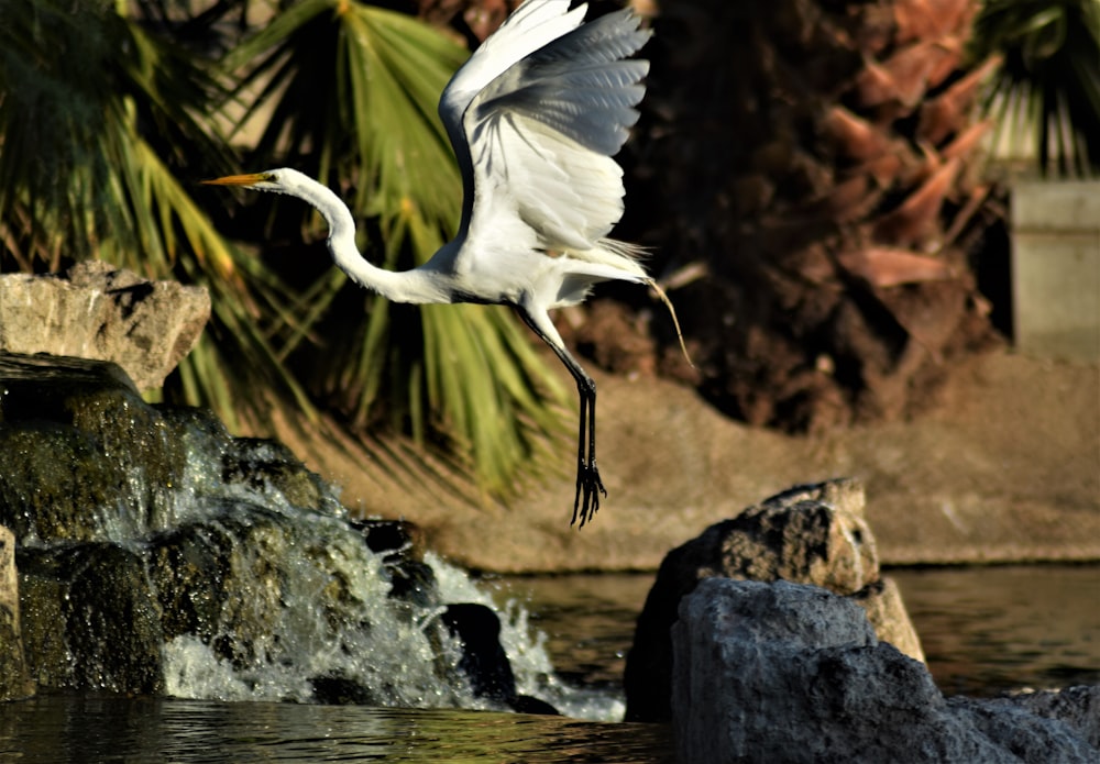 white bird on brown rock