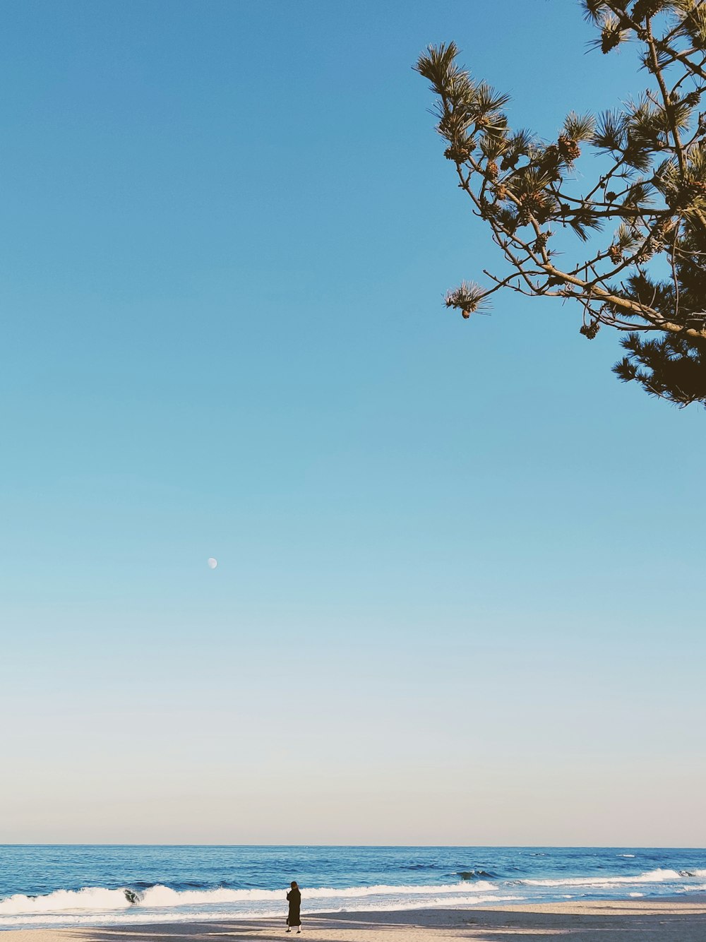 albero senza foglie sotto il cielo blu durante il giorno