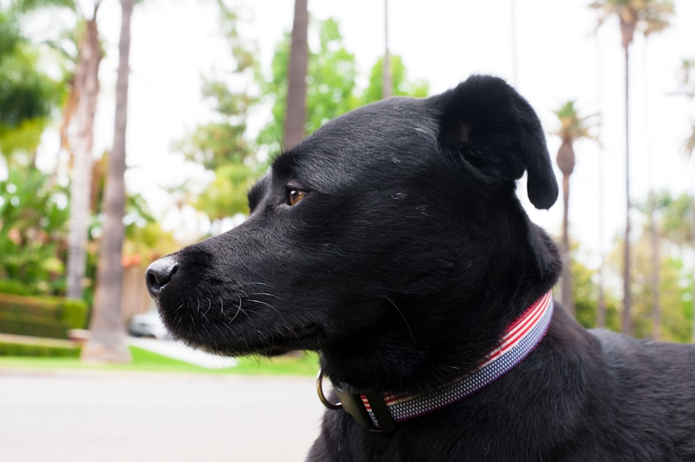 black short coat medium dog with red collar