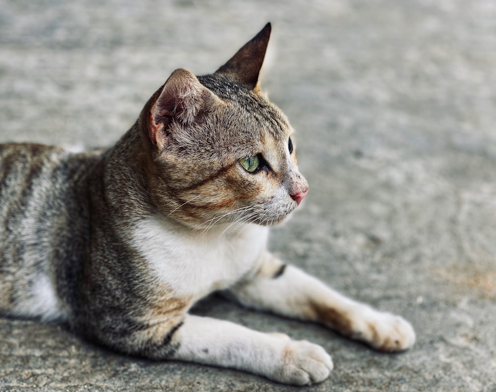 orange and white tabby cat