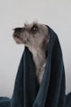 white and brown long coated small dog on blue towel