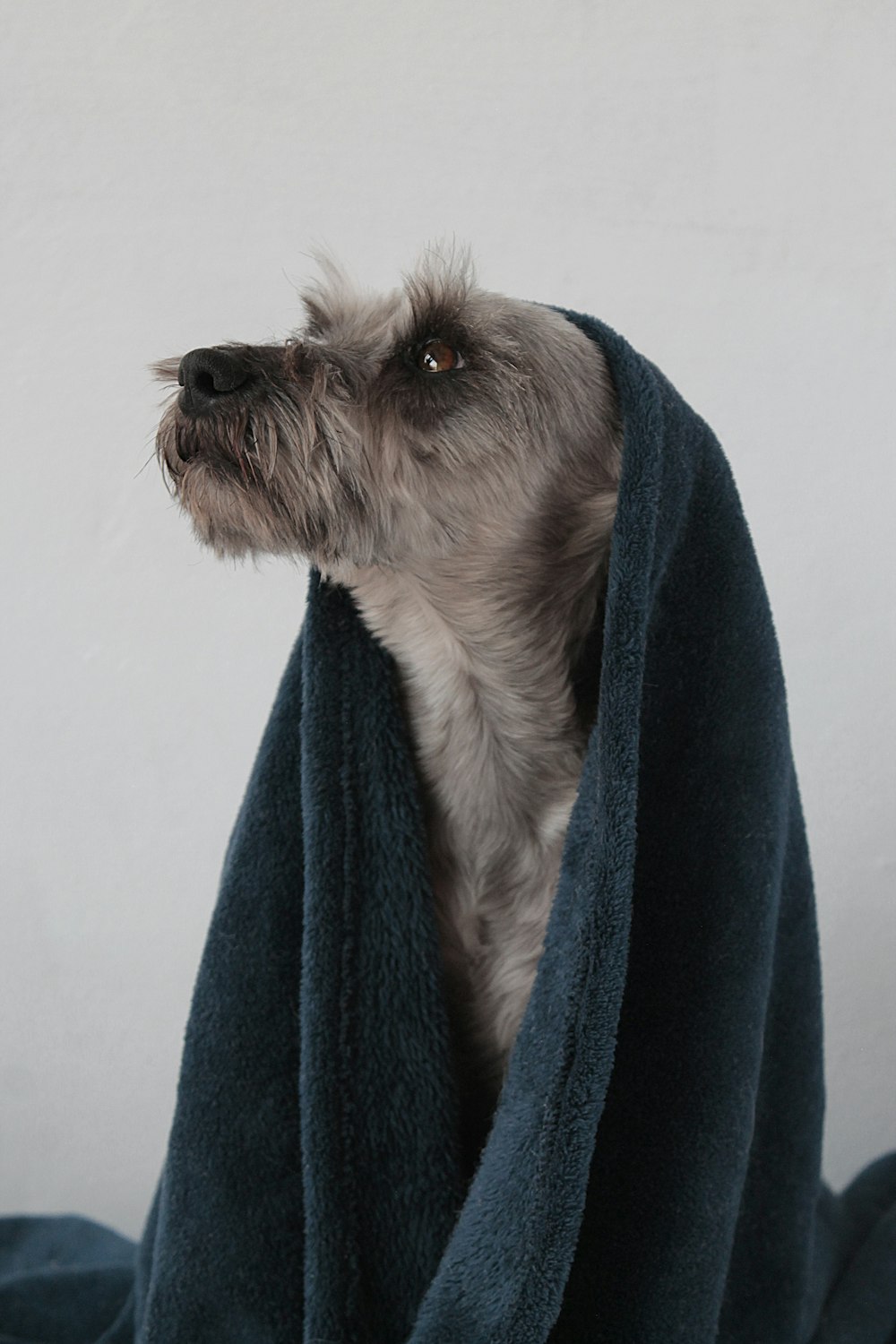 Perro pequeño de pelo largo blanco y marrón sobre toalla azul