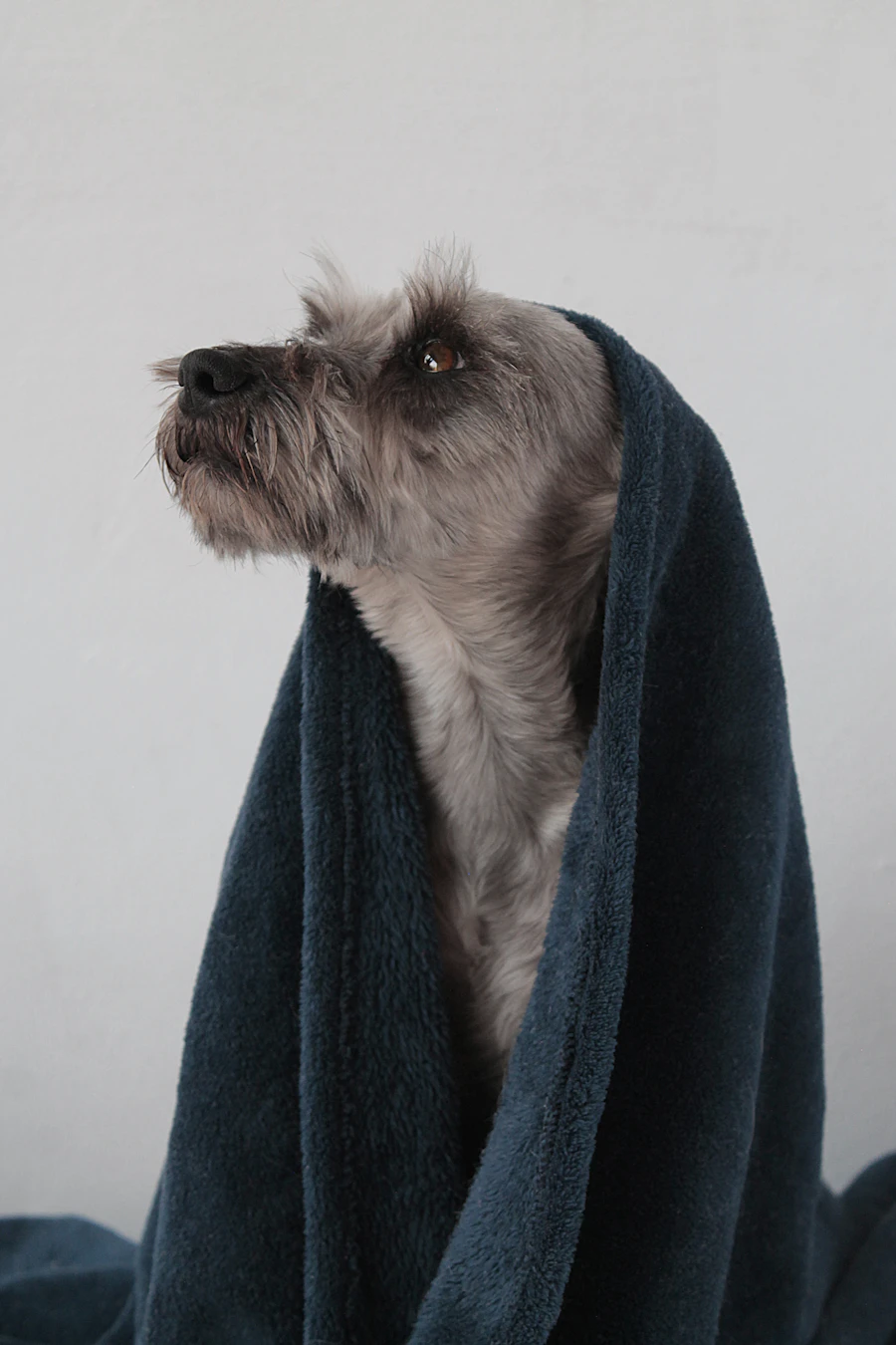 A grey terrier wrapped in a navy towel after a bath