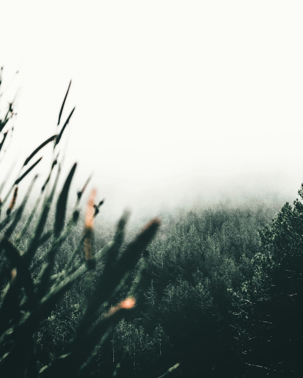 green grass field during foggy day