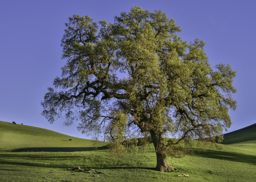 árbol verde en campo de hierba verde bajo cielo azul durante el día