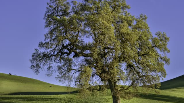 Oak Tree