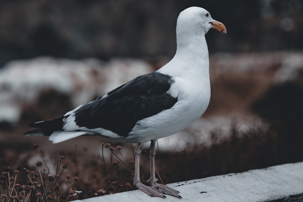 white and black bird on brown wooden log