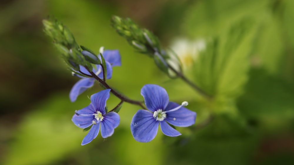 purple flower in tilt shift lens