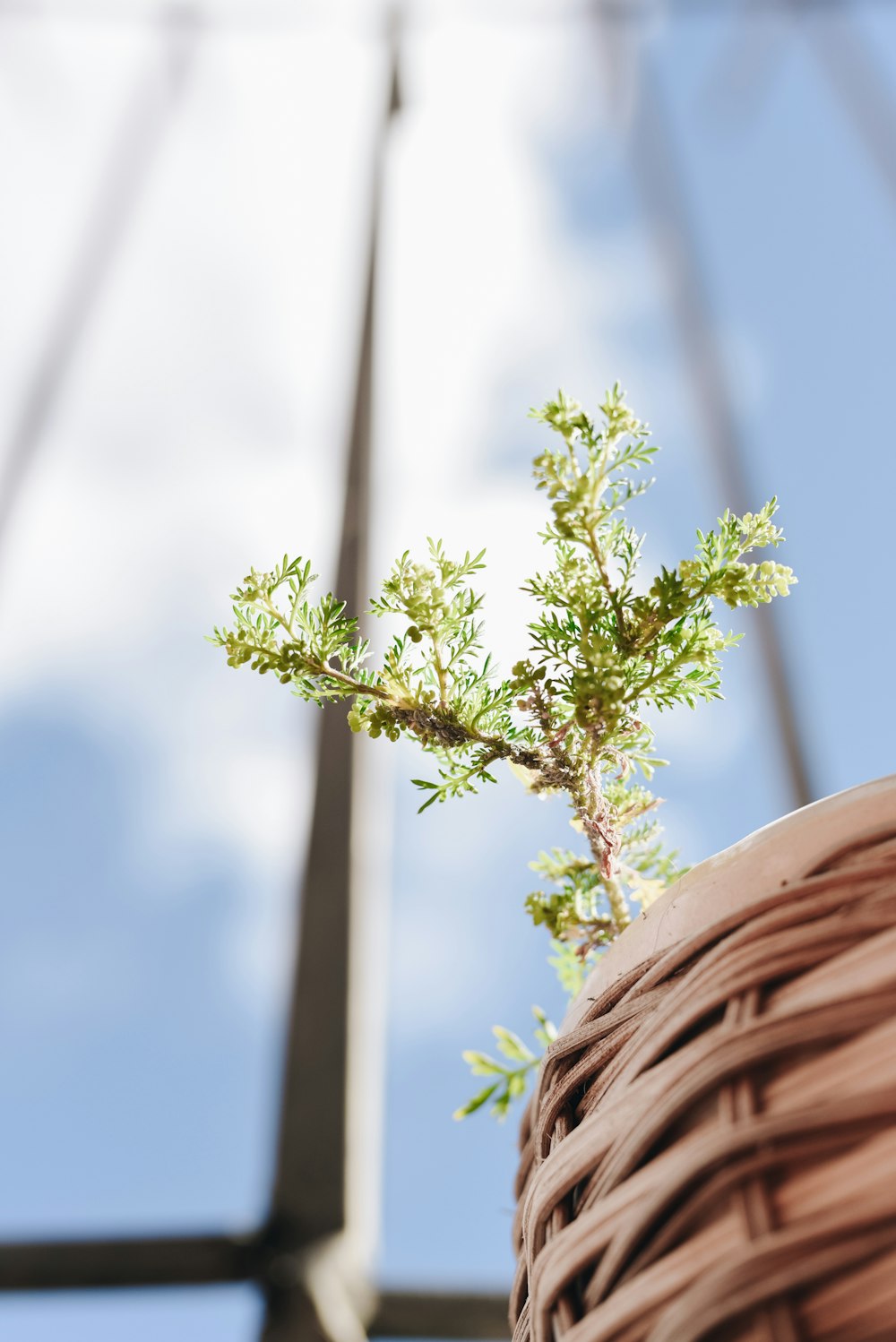 albero verde sotto il cielo blu durante il giorno