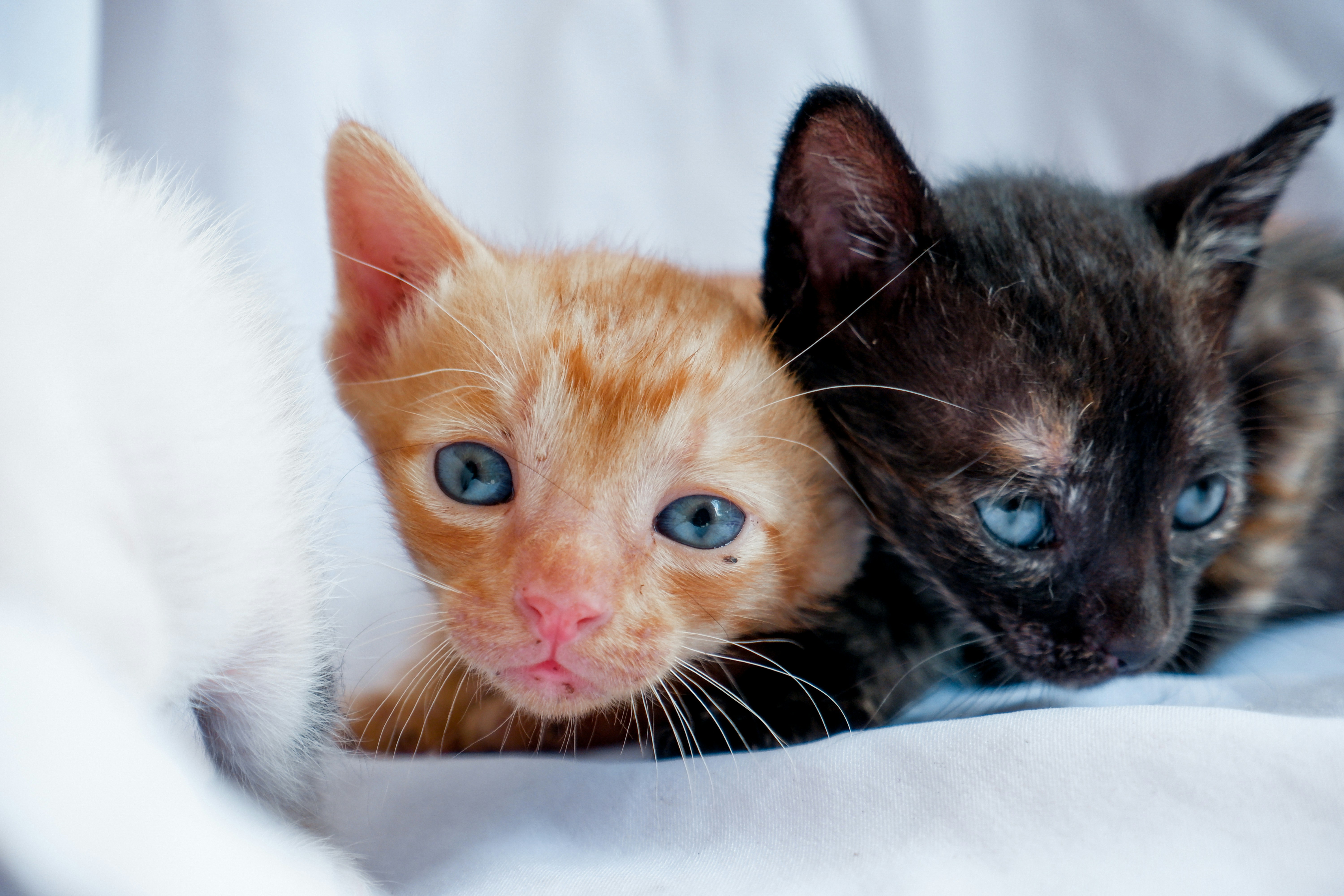 Healthy mixed breed domestic shorthair cat