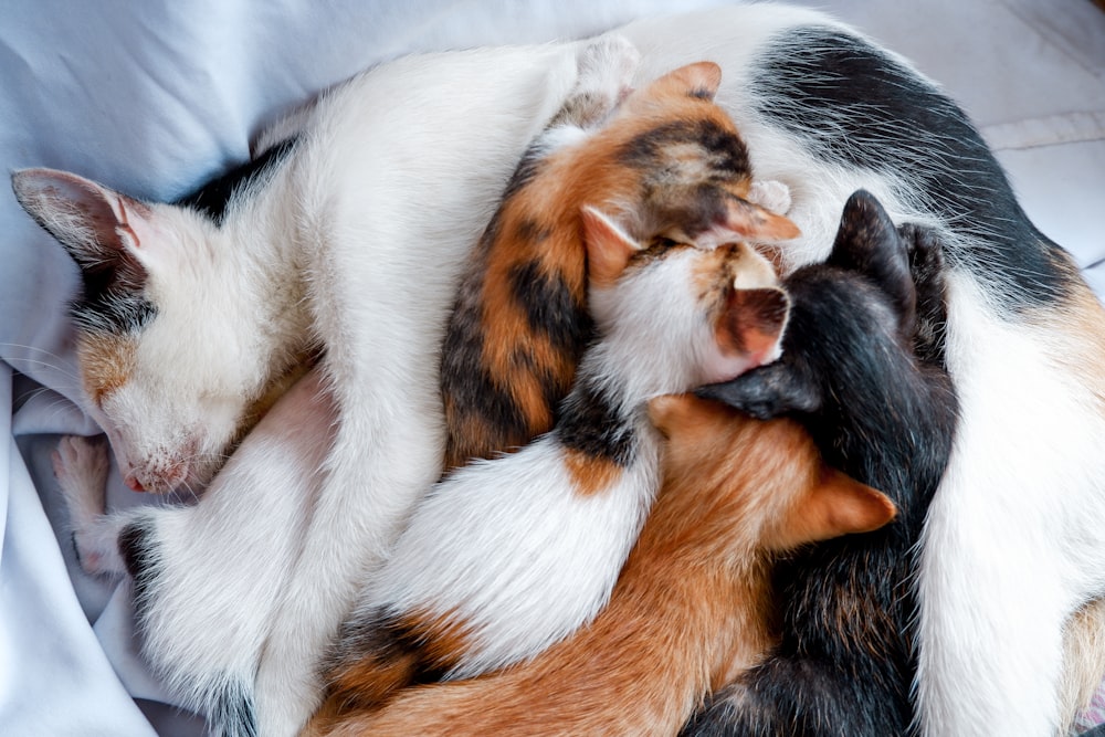 calico cat and black cat