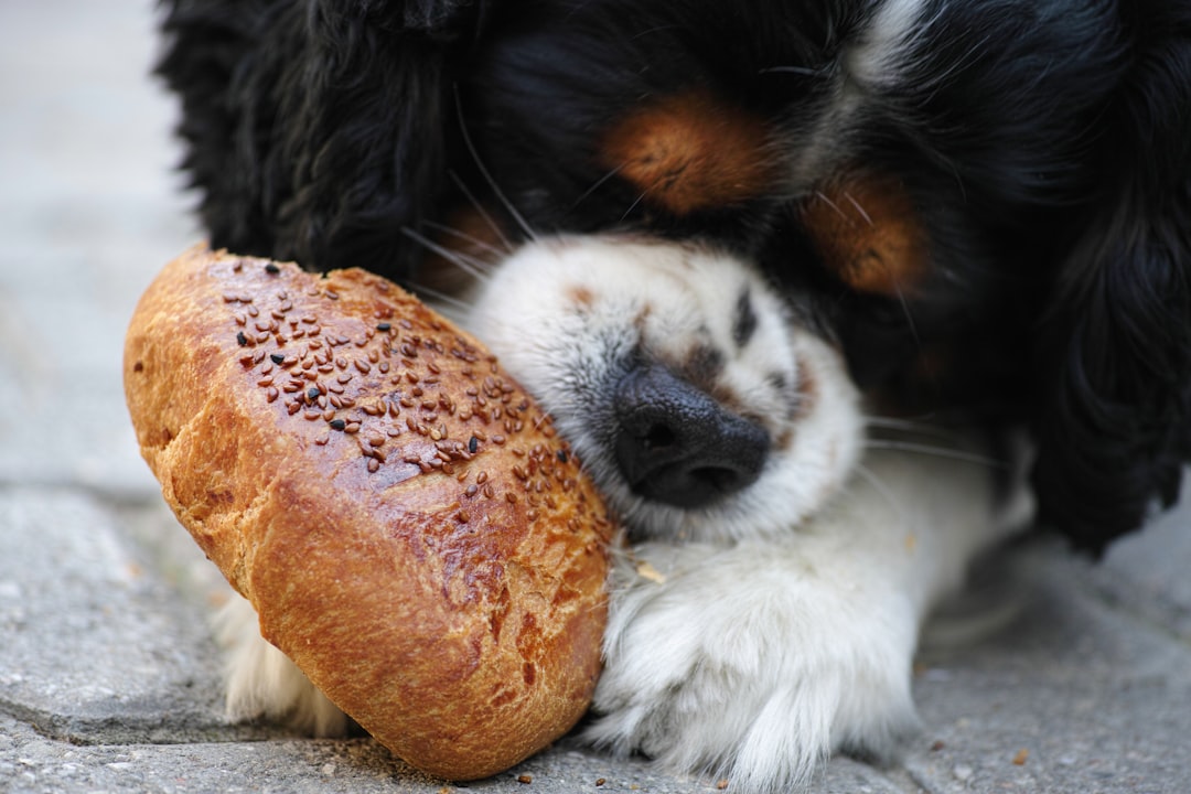 black white and brown long coated dog