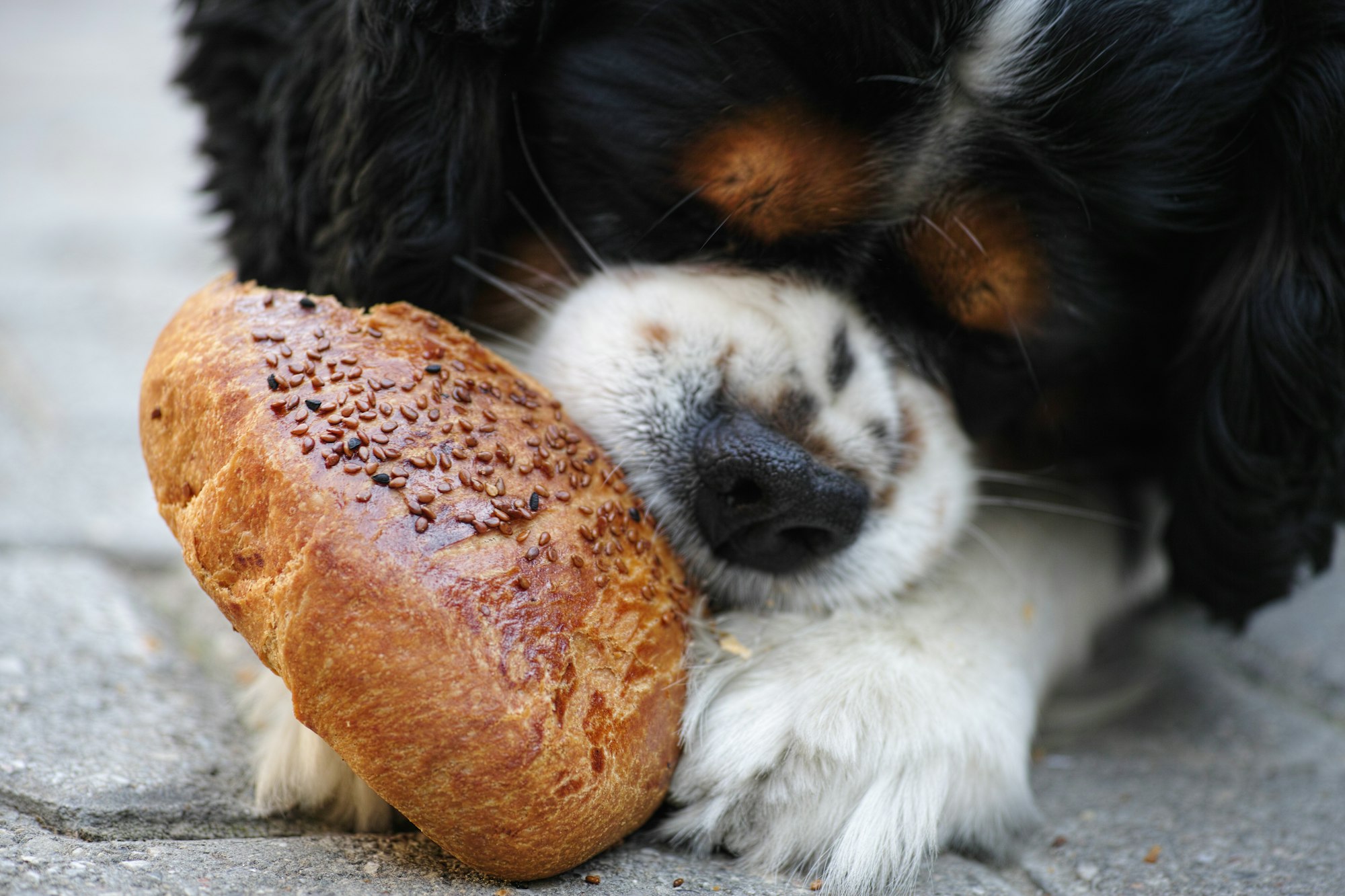 When to Switch Your Puppy to Adult Food?
