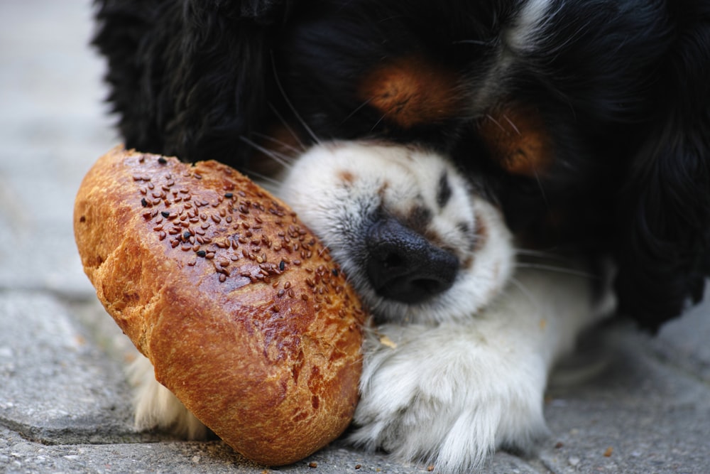 black white and brown long coated dog