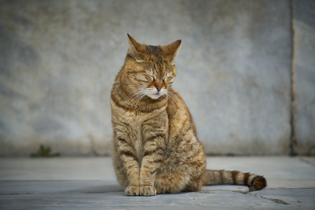 brown tabby cat on white table