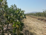 A pistachio orchard is pictured on a sunny day. The trees are lined up in rows, extending into the distance. They have green leaves and clusters of yellow-green pistachio nuts. The soil between the rows is dry and sandy, while the background features distant mountains under a clear blue sky.