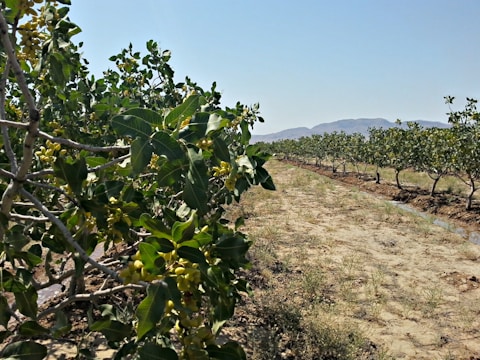 A pistachio orchard is pictured on a sunny day. The trees are lined up in rows, extending into the distance. They have green leaves and clusters of yellow-green pistachio nuts. The soil between the rows is dry and sandy, while the background features distant mountains under a clear blue sky.