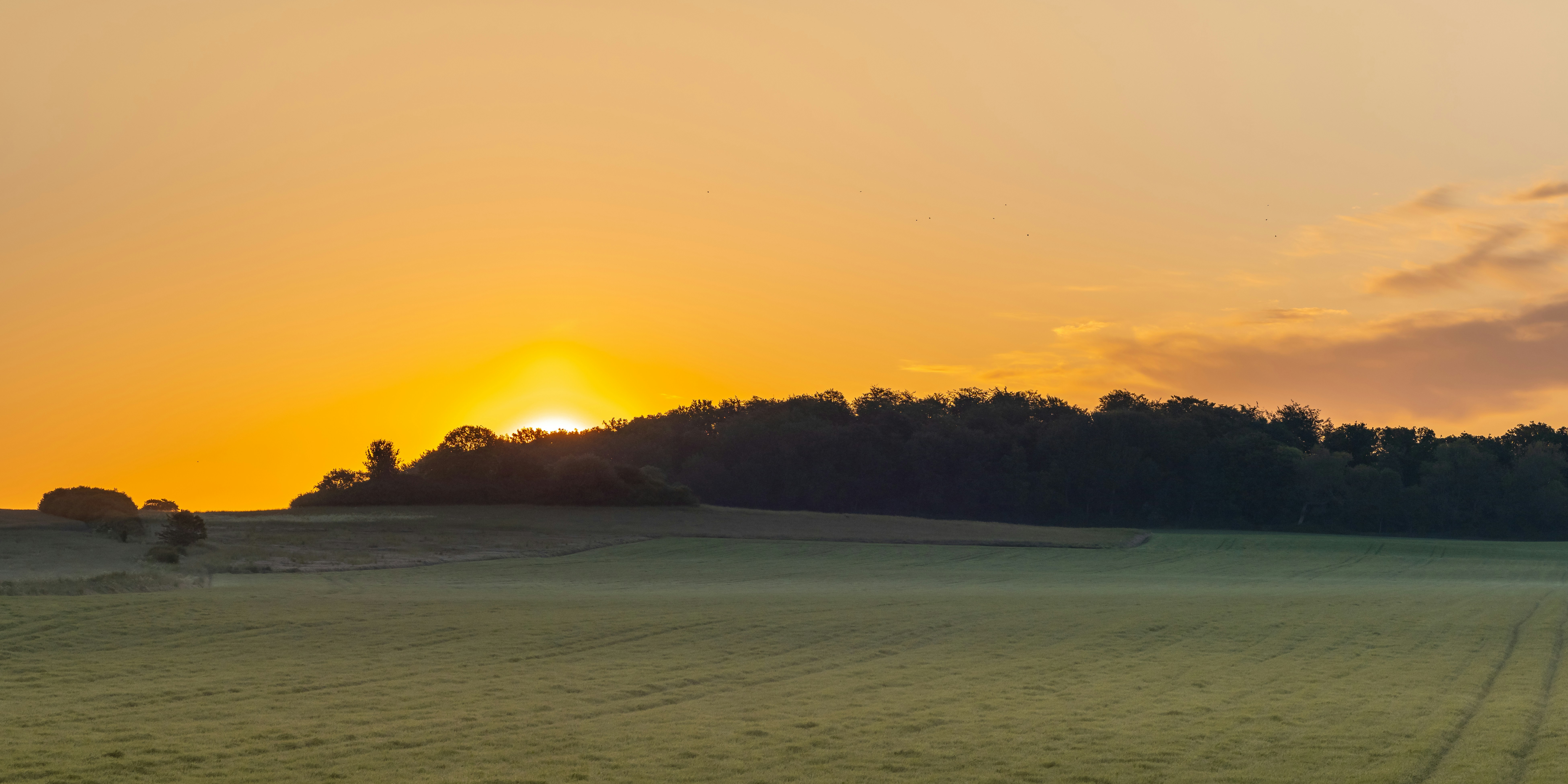 green trees beside body of water during sunset