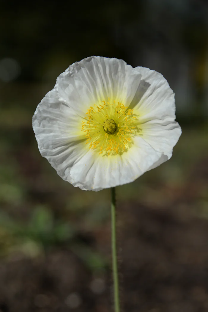 A white flower