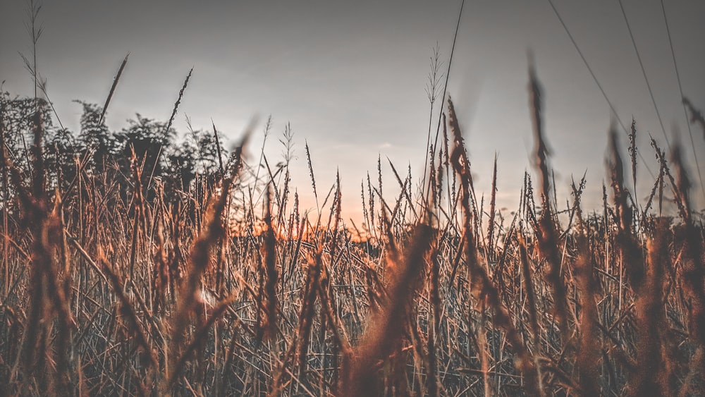 brown grass field during sunset