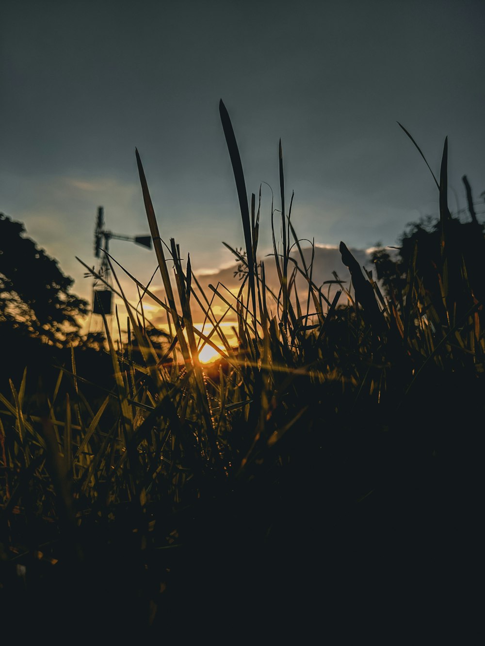 silhouette of grass during sunset