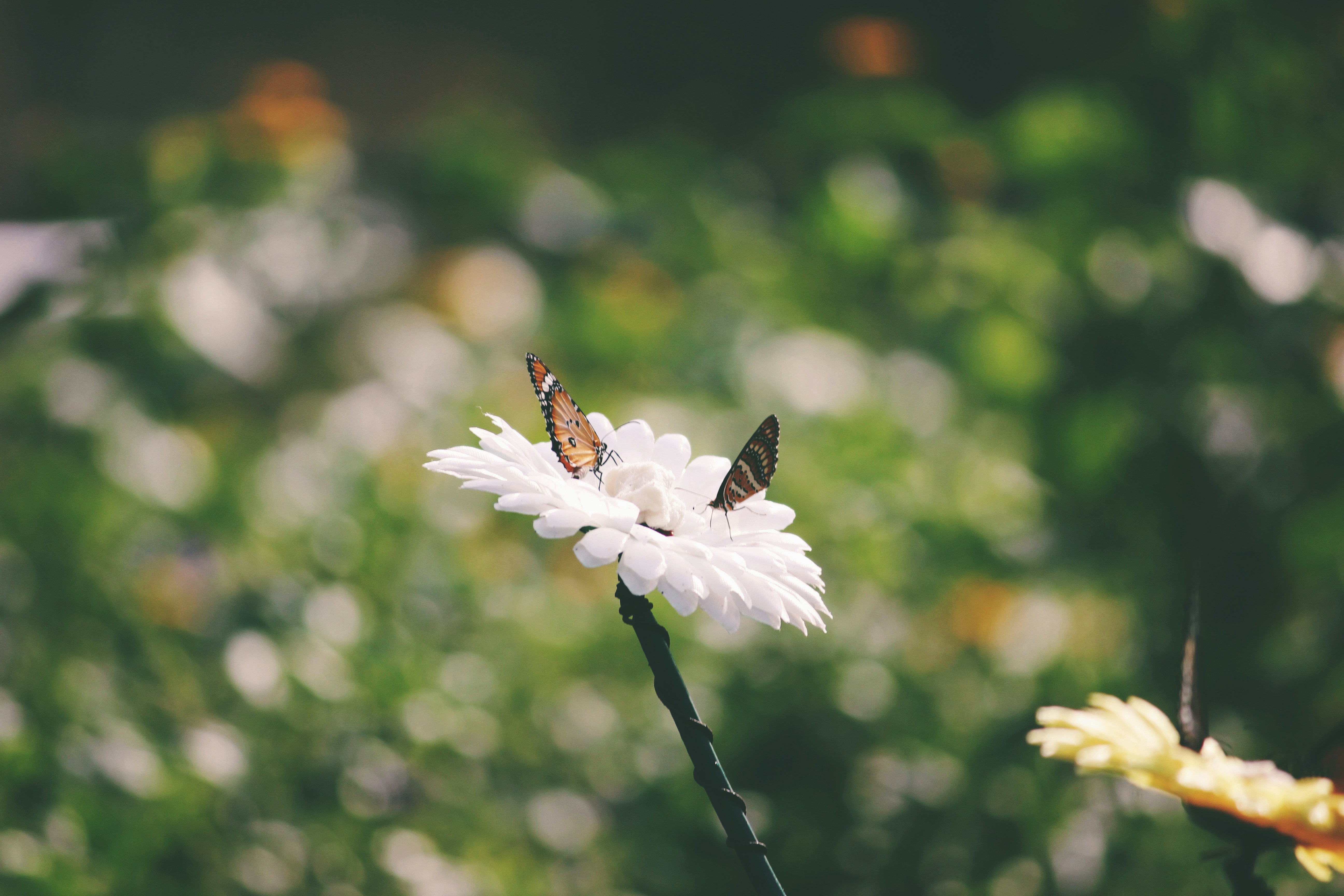 Photo by thenexcanpictures