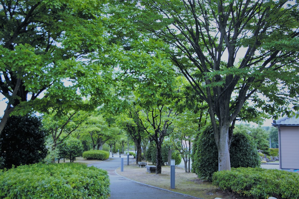 green trees on gray concrete pathway