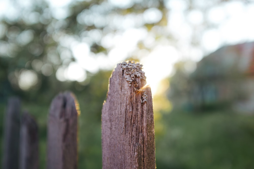 recinzione di legno marrone durante il giorno