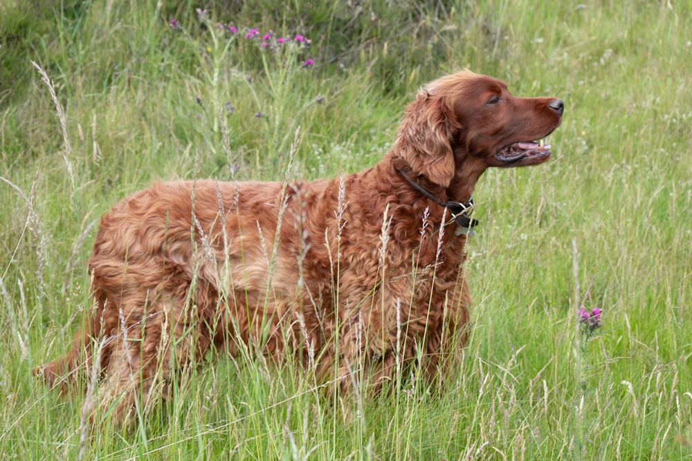 brown long coated dog on green grass field during daytime