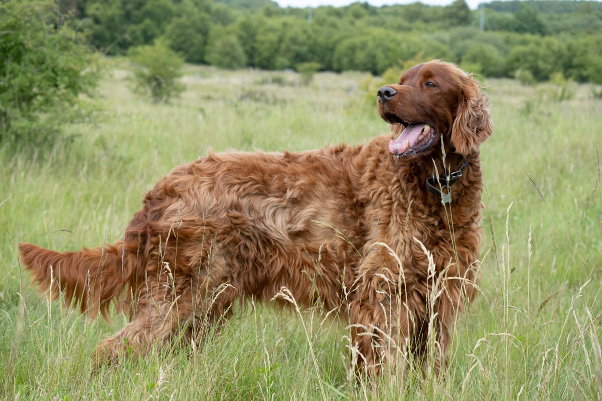 13 Ginger Dog Breeds: Most Popular from Large to Small