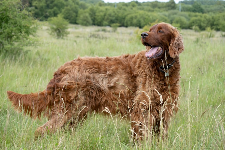 13 Ginger Dog Breeds: Most Popular from Large to Small