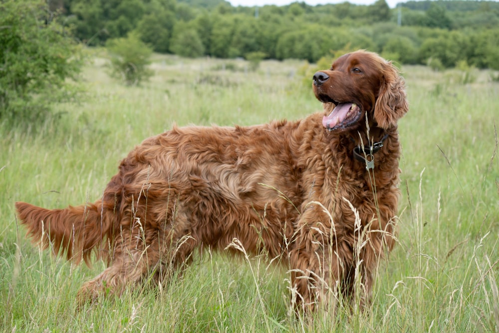 brown short coated dog on green grass field during daytime