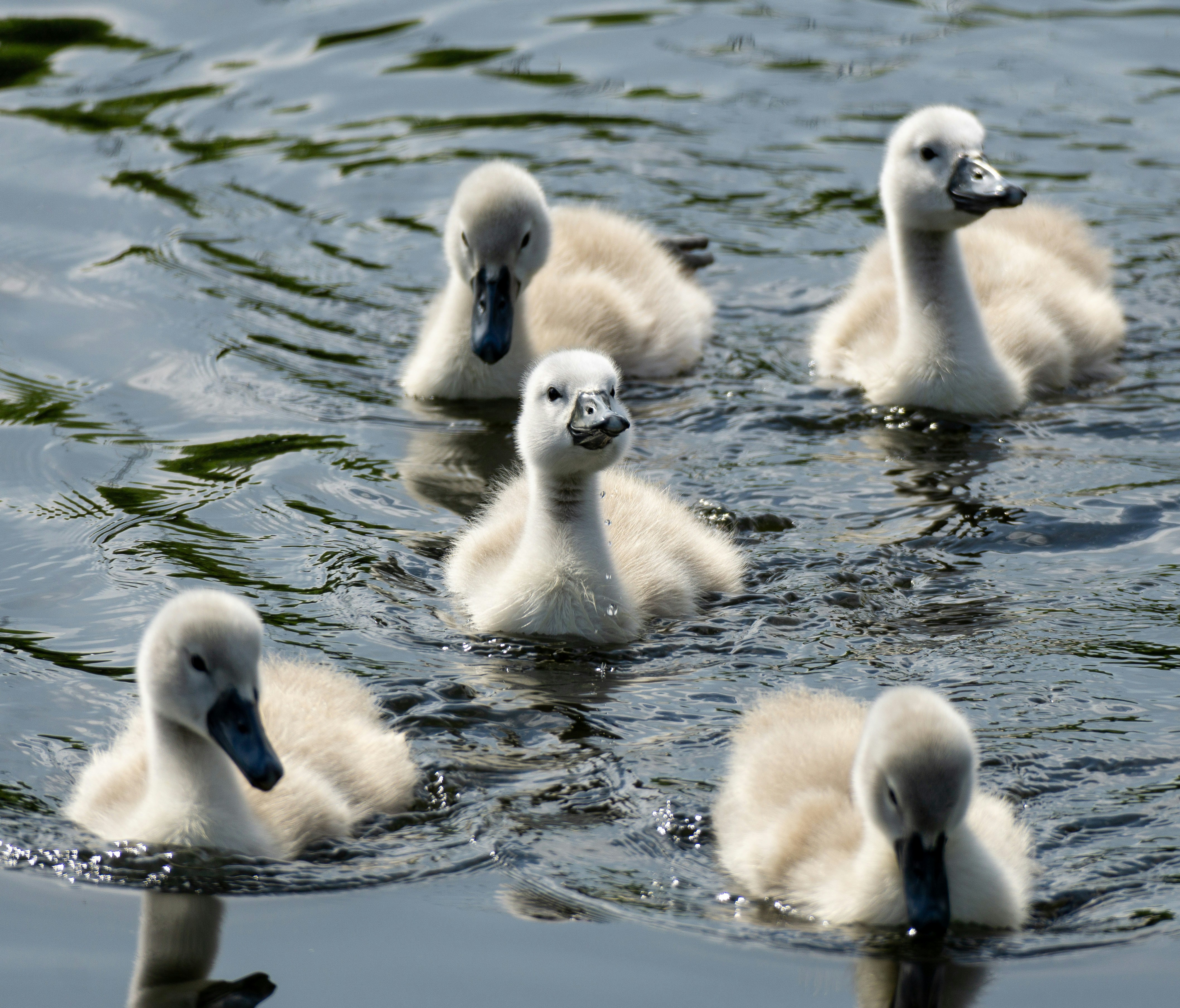 white swan on water during daytime