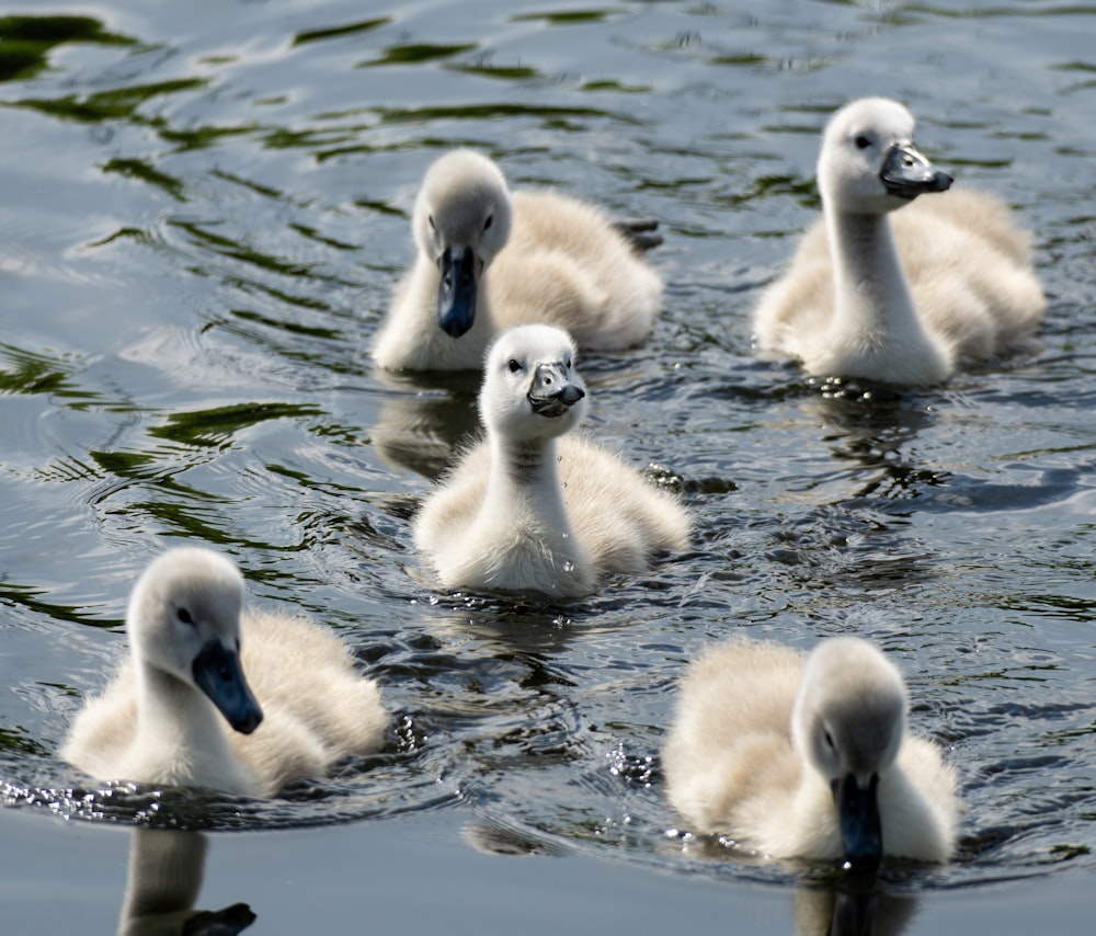 cygne blanc sur l’eau pendant la journée