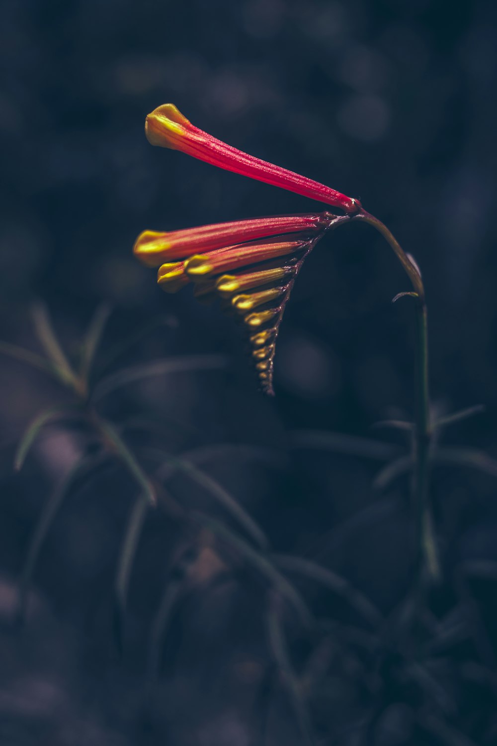 接写で楽園の花の黄色と赤の鳥