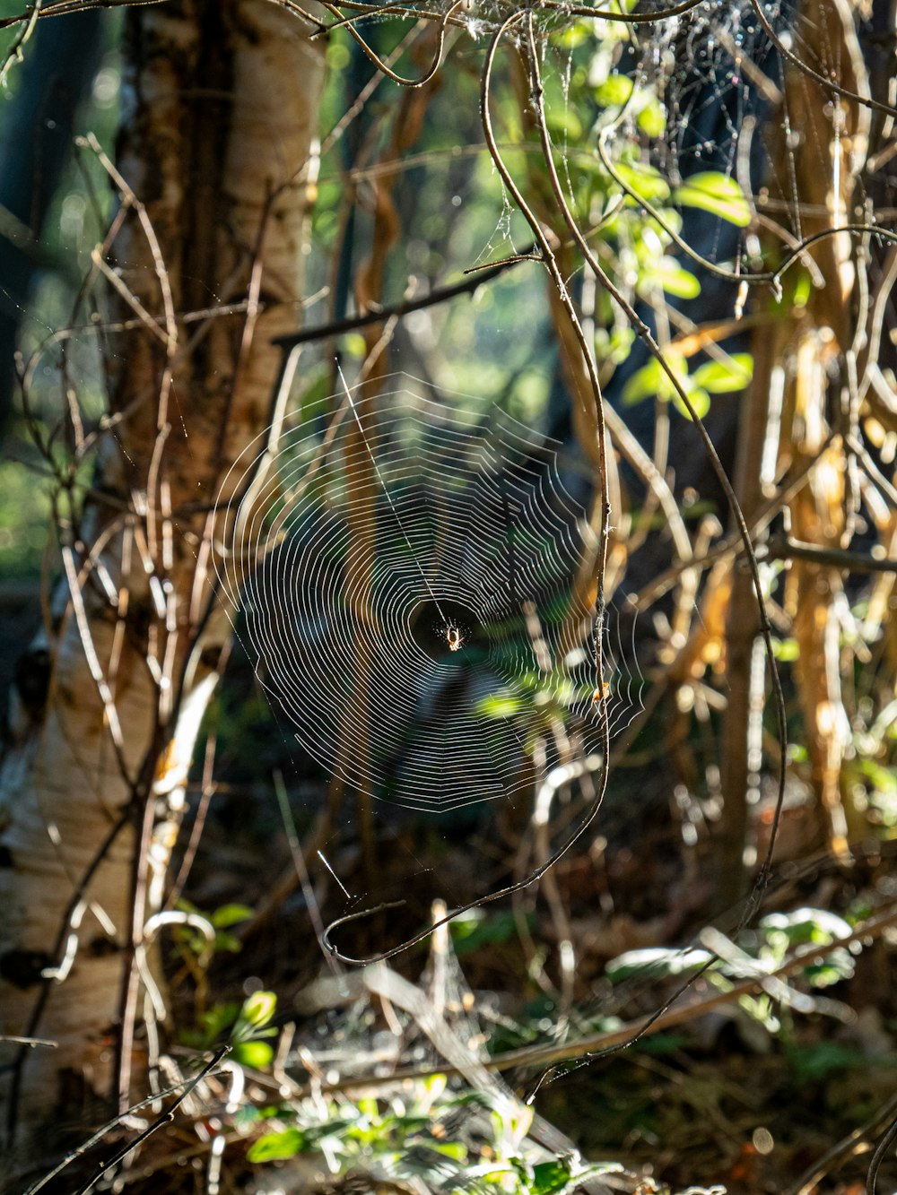 spider web on brown tree branch during daytime